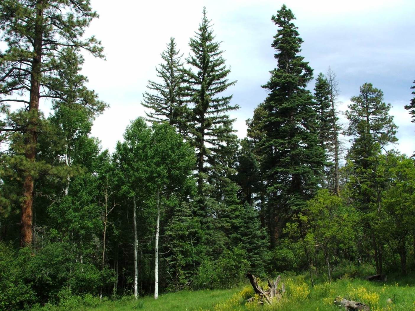 Dry-mixed conifer forest